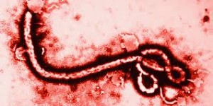 ebola-virus-graphical