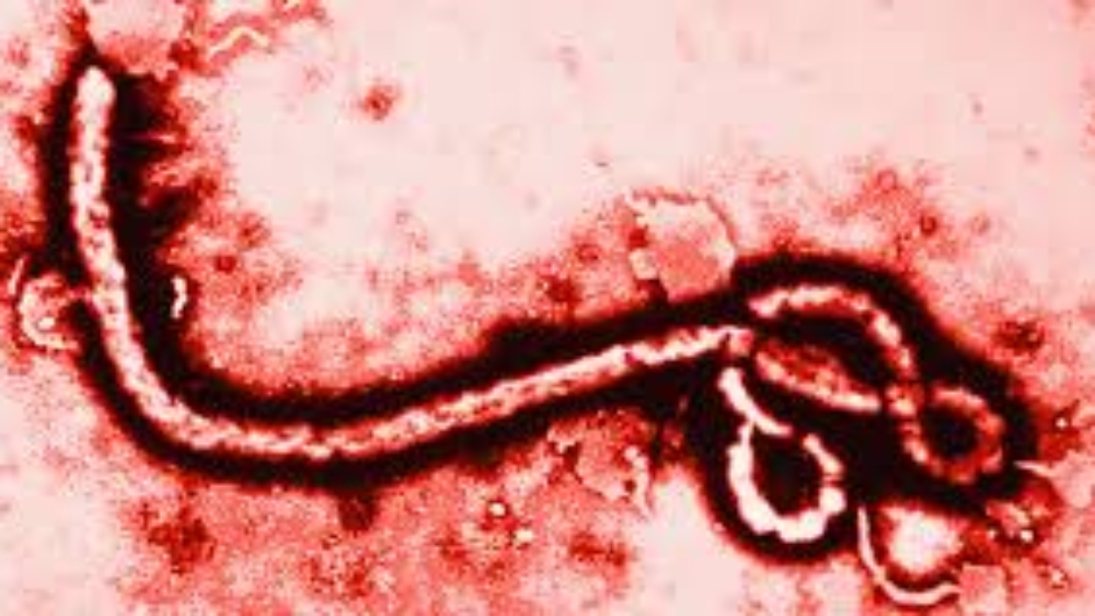 ebola-virus-graphical